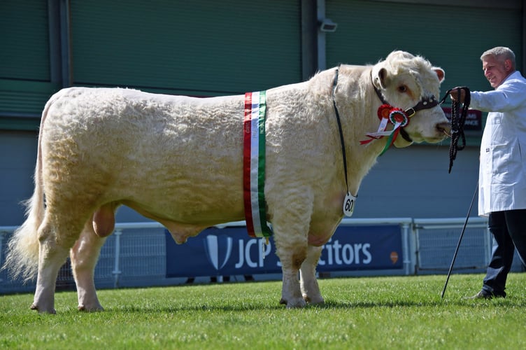 Supreme beef champion Glebedale Toblerone, a Beef Shorthorn bull exhibited by Tim Bodily