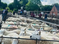 Strong trade and firm prices at Knighton Market ahead of summer show