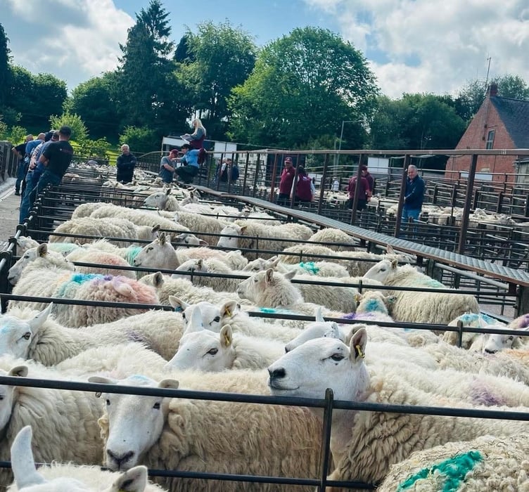 Stock penned and ready for sale at Knighton Market