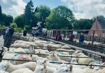Strong trade and firm prices at Knighton Market ahead of summer show