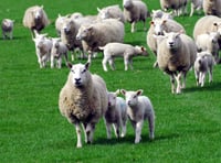 FUW welcomes progress on livestock worrying bill