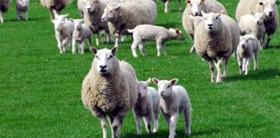 FUW welcomes progress on livestock worrying bill
