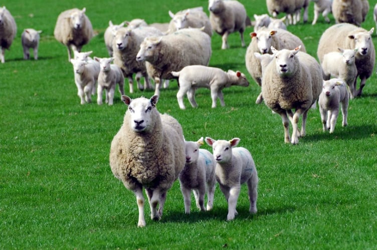 Sheep and lambs