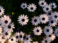 Plant sale returns to Llanwrtyd Wells next weekend