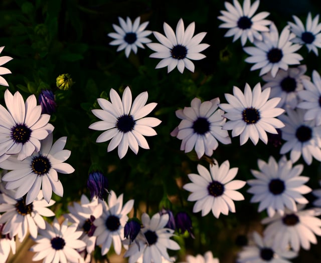 Plant sale returns to Llanwrtyd Wells next weekend