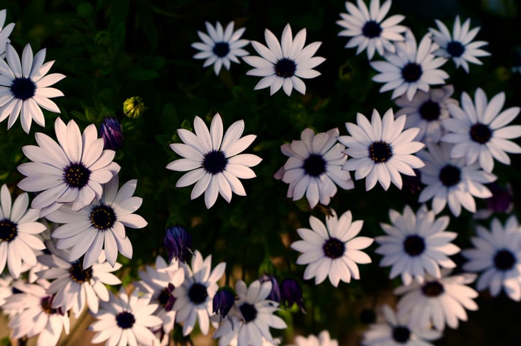 Llanwrtyd Gardening Club members are preparing for their annual plant sale