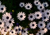 Plant sale returns to Llanwrtyd Wells next weekend
