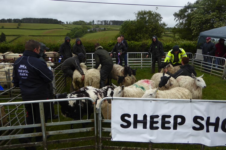 Looking sheepish? Not these stars of the show