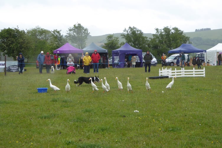 The Quack Pack delighted crowds as sheepdogs expertly herded Runner ducks around the main arena