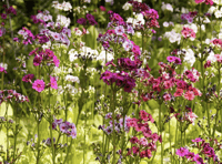 Video: Readers' flowery photography