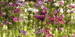 Video: Readers' flowery photography