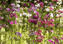 Video: Readers' flowery photography
