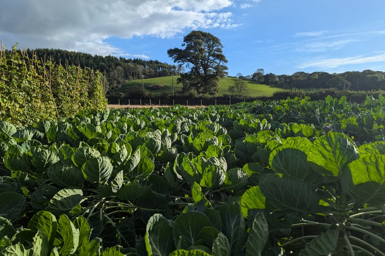 Young farmers across Wales are being encouraged to explore horticultural opportunities through the Bwyd o’r Tir programme.