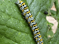 Readers' Close up images from Brecon & Radnorshire!