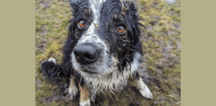 Search Dog, Bran, encourages people to sign up for Cardiff Three Peaks