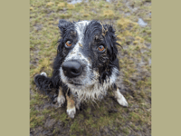 Search Dog, Bran, encourages people to sign up for Cardiff Three Peaks