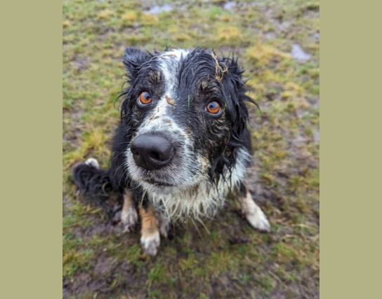 Search Dog Bran