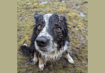 Search Dog, Bran, encourages people to sign up for Cardiff Three Peaks Challenge