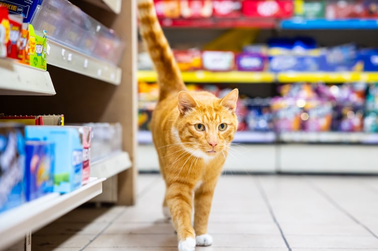 Fizz exploring one of his favourite haunts in Llandrindod Wells