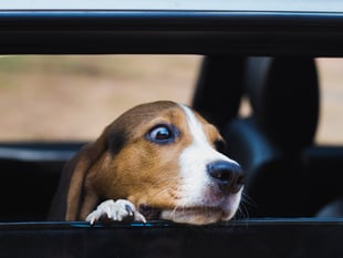 Keep dogs safe in cars as temperatures rise