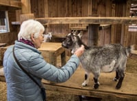 Farm park hosts calm sessions for visitors