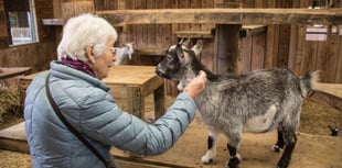 Farm park hosts calm sessions for visitors