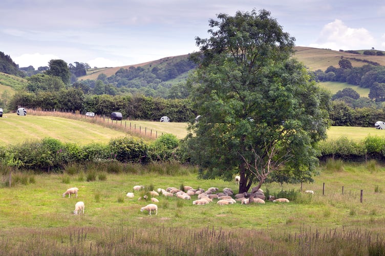 Concerns are growing over the decline of small abattoirs in Wales and its impact on local farming and sustainable food production