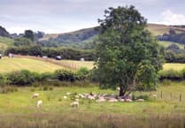 Farming unions and environmentalists react to new-look sustainable farming scheme