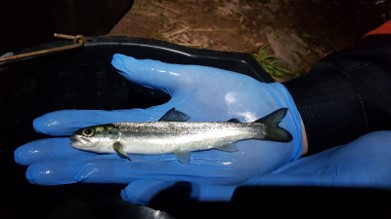 A young salmon is tagged as part of efforts to track its journey downstream in the River Usk