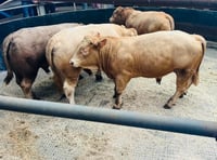 Strong trade at Knighton Market as store cattle auction draws buyers