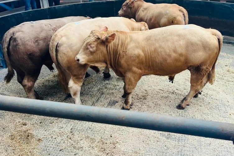 Knighton Market held a successful store cattle auction recently