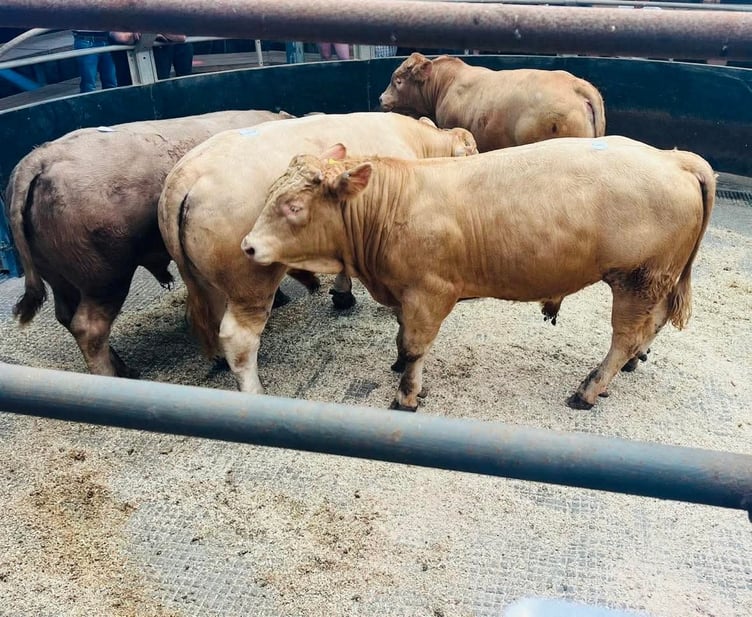 Knighton Market held a successful store cattle auction recently