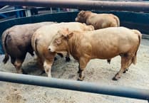 Strong trade at Knighton Market as store cattle auction draws buyers