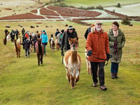 Unique experiences in Mid Wales this summer