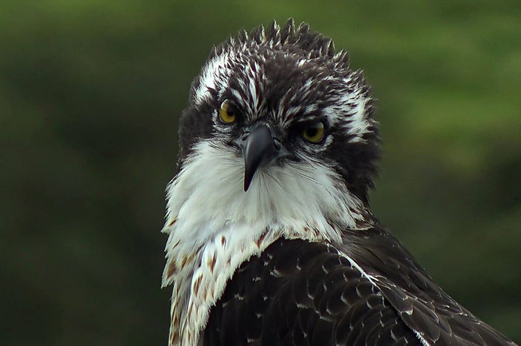 Glaslyn Ospreys.