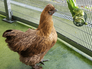 RSPCA Cymru issues reminder to pet poultry owners 