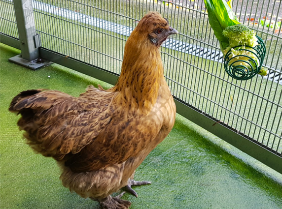 RSPCA Cymru -Avian Influenza