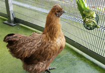 RSPCA issues reminder to pet poultry owners to follow Avian Influenza guidelines