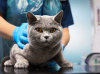 New RSPCA figures reveal 1,884 reports of summer cruelty in Wales