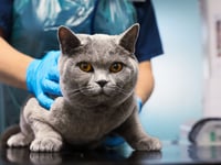 New RSPCA figures reveal 1,884 reports of summer cruelty in Wales