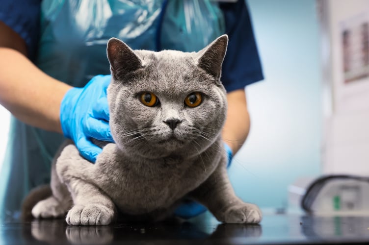 RSPCA Cymru