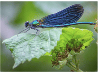 Video: Readers' insect photography