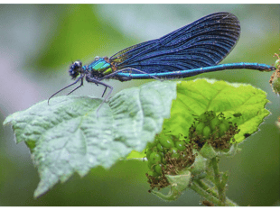 Video: Readers' insect photography