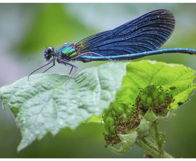 Video: Readers' insect photography