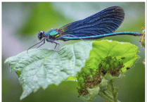 Video: Readers' insect photography