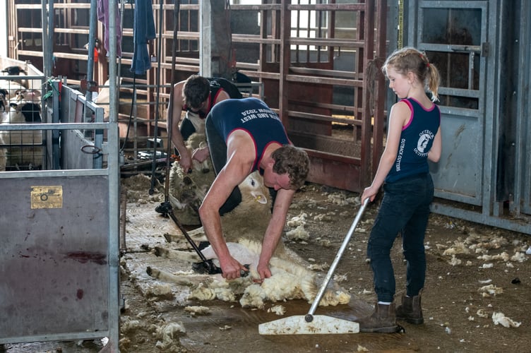 Richard Jones shearing finishing lambs.