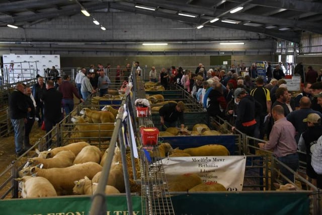 Brecon and Hereford set for busy NSA Early Ram Sales
