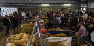 Early Ram Sales set for Brecon and Hereford