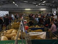 Brecon and Hereford set for busy NSA Early Ram Sales