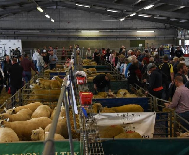 Early Ram Sales set for Brecon and Hereford